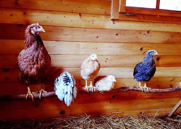 Halterhof Apartment Durbach